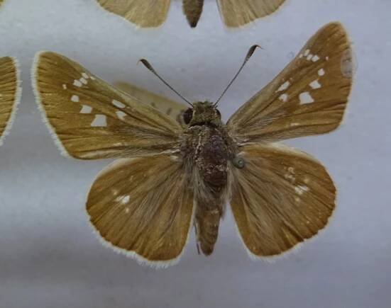 Pelopidas jansonis