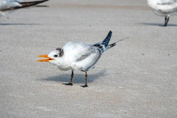 royal tern - rybákovití - stock snímky, obrázky a fotky