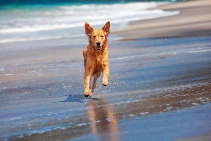 pes provozovaný písečnou pláží podél mořského surfování - domestikované zvíře zvířecí témata fotky - stock snímky, obrázky a fotky