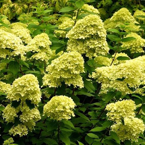 Hortenzie kytice „Limelight“ (Hydrangea paniculata) Květináč