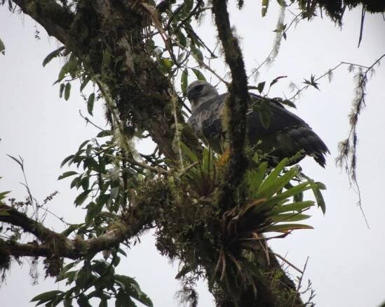 Harpy Eagle (Harpia harpyja)