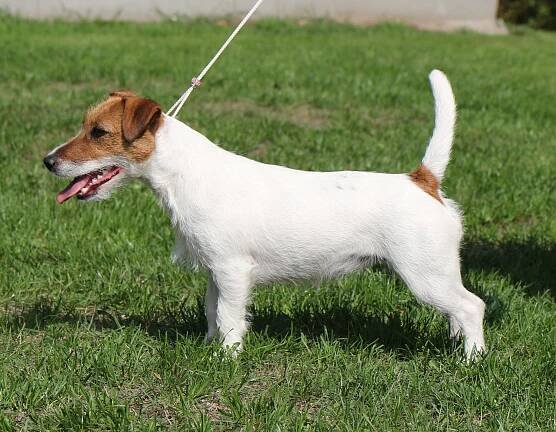 Original Master´s Voice Rock Ruby – odchovy – Pylades | Jack Russell terrier
