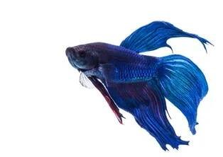 SIAMESE FIGHTING FISH, with blackness. Isolated white background — Stock obrázek