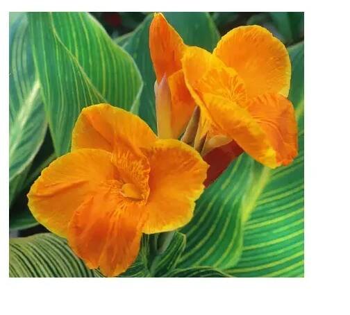 Van Zyverden 83651 Yellow Canna Bulbs Instructions