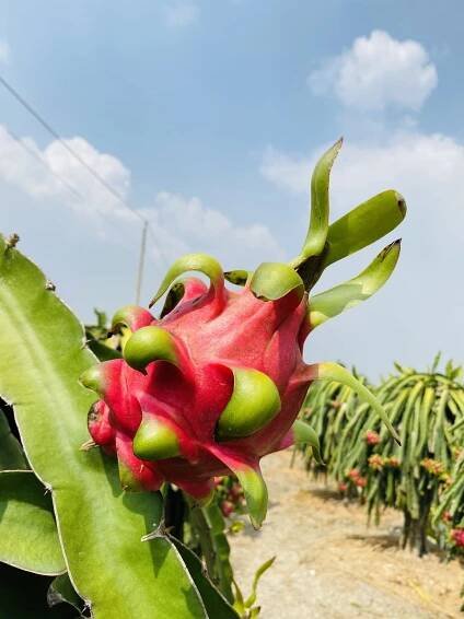Lưu trữ Giá thanh long tăng cao - Fruit95.com | F95