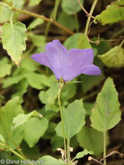 fotografie Campanula carpatica (zvonek karpatský)