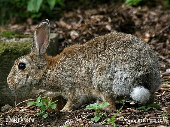 Králík divoký | Naturfoto.cz