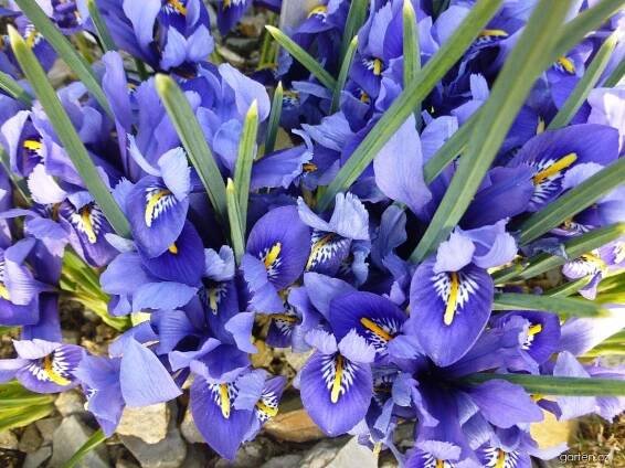 Kosatec síťkovaný - Iris reticulata Harmony, květy, květenství