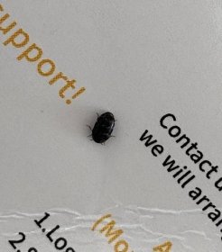 carpet beetle - PEST CONTROL CANADA
