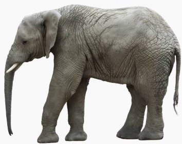 File:Frilagd elefant-grå bakgrund.jpg - Wikimedia Commons