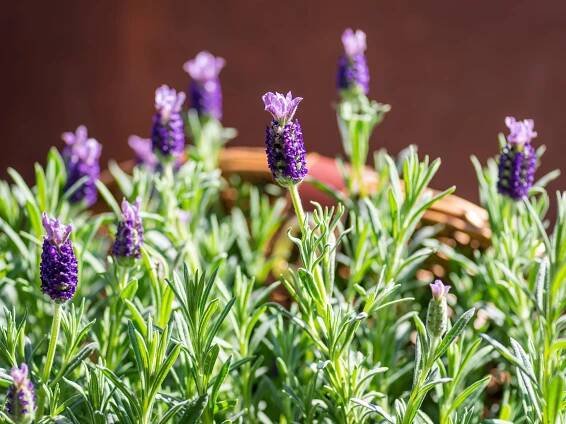 Does Lavender Really Help You Sleep? Here's What the Experts Say