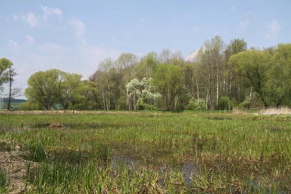 Soubor:Radomilická mokřina in spring 2011 (3).JPG