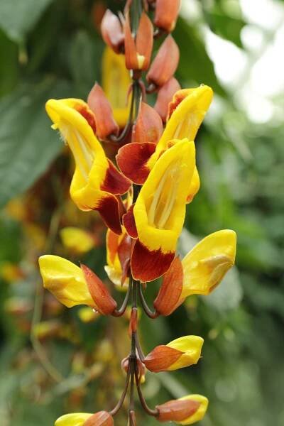 Soubor:Thunbergia mysorensis-IMG 9423.JPG