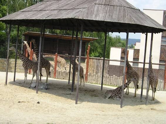 Zájezd do zoo Dvůr Králové 25.6.2016 | Spolek Svébohovan