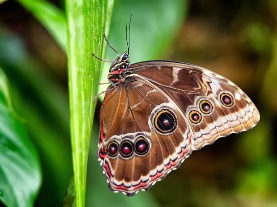 Jan Zeman Photography - Animals / Fauna