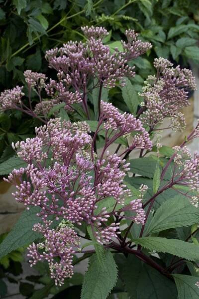 Eupatorium maculatum ´Baby Joy´ , Sadec konopáč , K13
