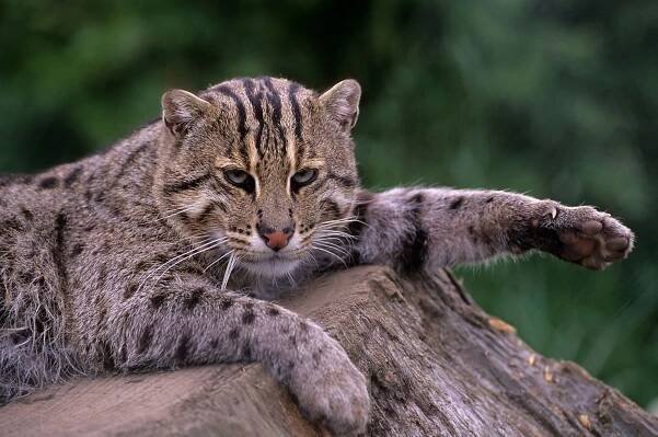 Ocelot
