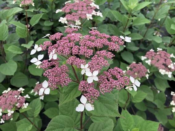 Invincibelle Lace® - Smooth hydrangea - Hydrangea arborescens subsp. radiata