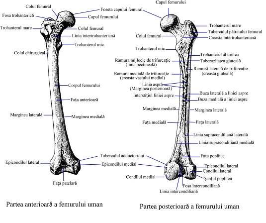 Femur - Wikipedia