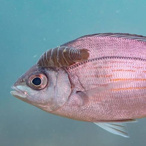 Cymothoidae