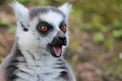 Lemur jako zpěvák? Toto zvířátko má smysl pro rytmus