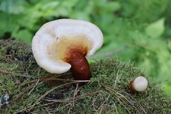 Ganoderma lucidum: Nejlepší průvodce houbami