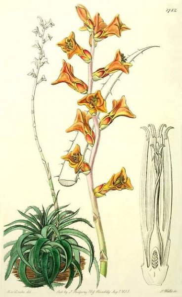 Angiosperm families - Bromeliaceae Juss. 