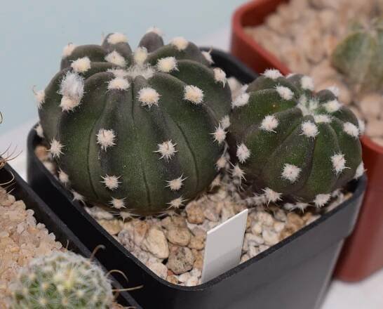 Echinopsis_subdenudata.JPG