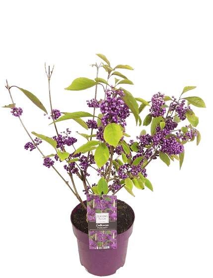 Callicarpa bodinieri - Javado