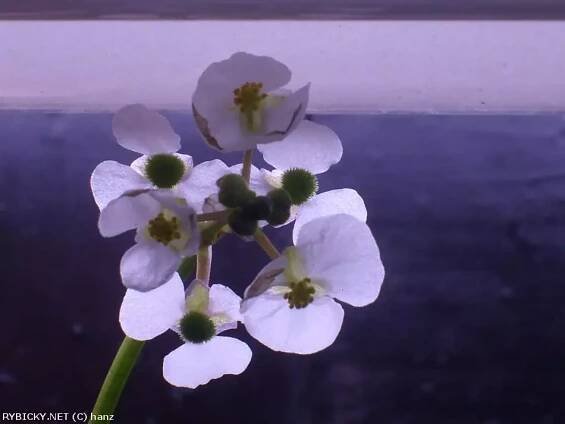 Sagittaria platyphylla - šípatka širokolistá