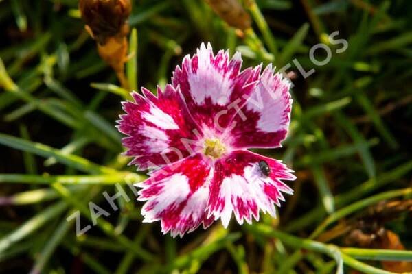 Hvozdík péřitý 'Angel of Desire' - Dianthus plumarius 'Angel of Desire'