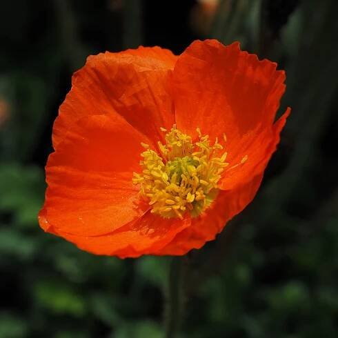 Download free HD stock image of Poppy Red