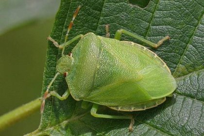Světle zelená bugová fotka