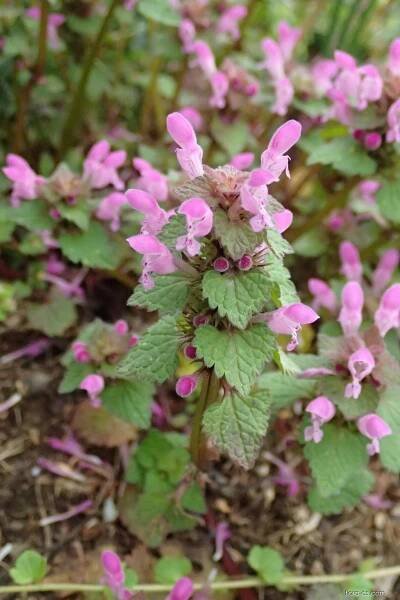 Hluchavka nachová (Lamium purpureum)