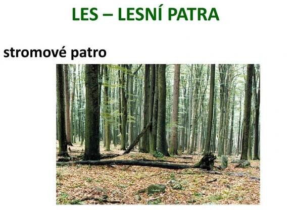 PPT - LES – LESNÍ PATRA PowerPoint Presentation, free download - ID:6290517