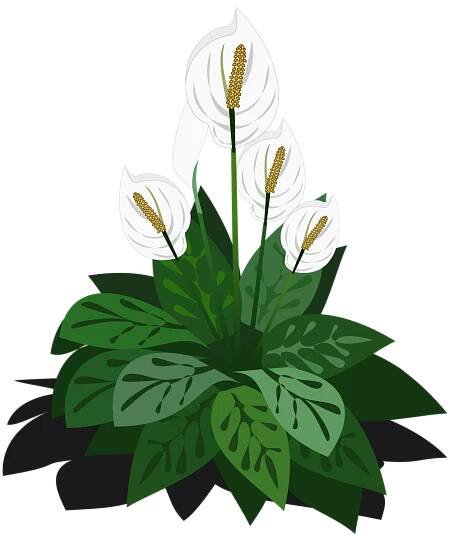 Ilustrační klipart Toulcovka 