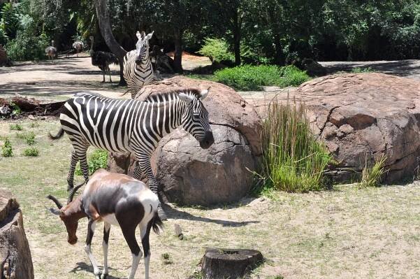 Zebra 5.jpg