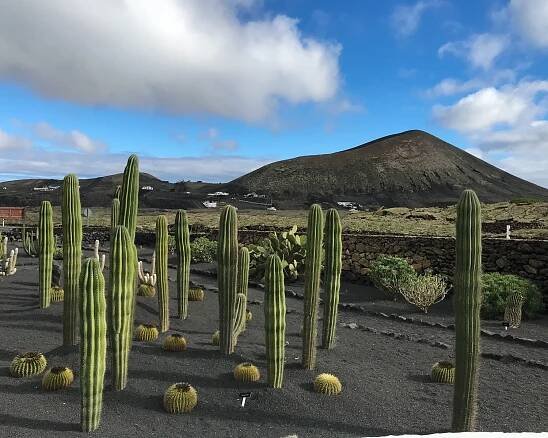 I loved this cactus garden at El Grifo Winery in Lanzarote 