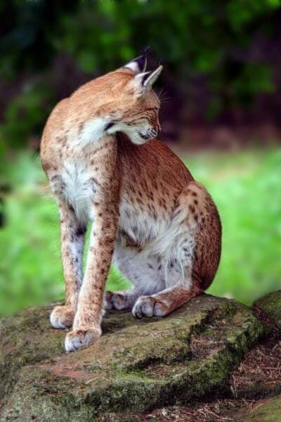 Download free HD stock image of Lynx Cat