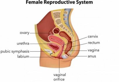 Co se stane po odstranění vaječníků a menopauze / Články