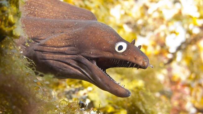 32 unusual poisonous animals