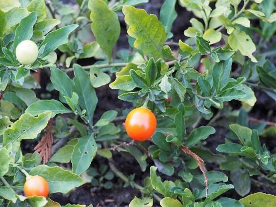 Solanum pseudocapsicum cerezo de Jerusalén