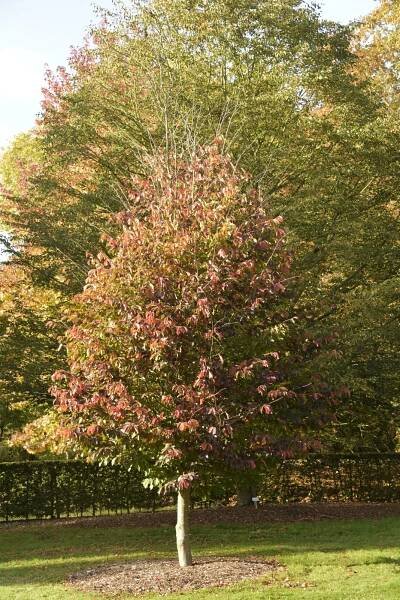 Parrotia persica 'Jodrell Bank'