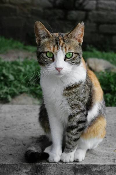 Základová fotografie na téma bicolor cat, černá a bílá kožešina, domácí mazlíček, domácí zvíře, expresivní, fotogenický