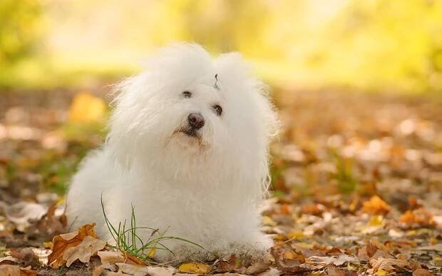 bichon bolognese pes relaxovat v parku - bichon - stock snímky, obrázky a fotky