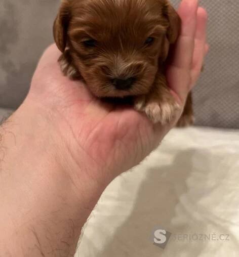 Cavapoo štěňata na prodej