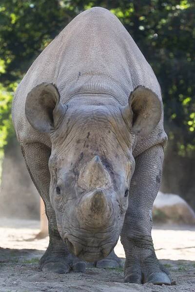Eliška se vydá na cestu! ZOO Dvůr Králové pošle dalšího... | Hradec Králové