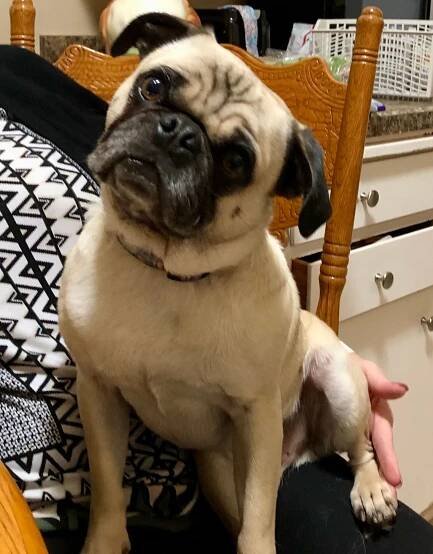 Rufus