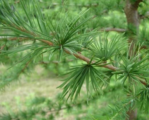 Převislý modřín "LARIX DECIDUA PENDULA", výška 120-150 cm