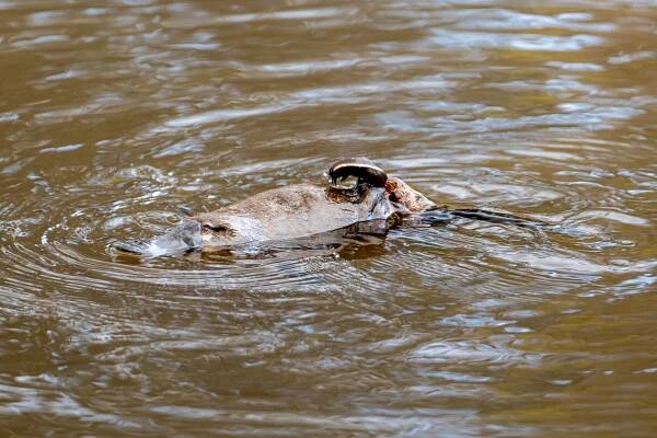 close up platypus scratching back tasmania warrawee forest reserve
